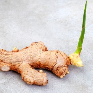 Kłącze rdestowca japońskiego