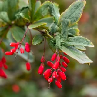 Kora berberysu zwyczajnego